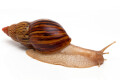 Lissachatina zanzibarica typ 2 adult